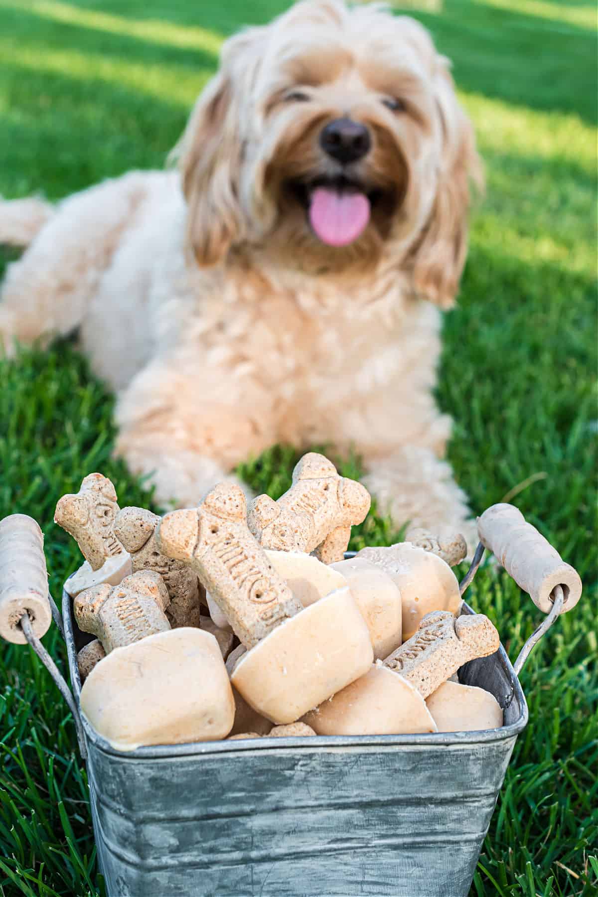 Buckey of dog ice cream for a sweet puppy in background.