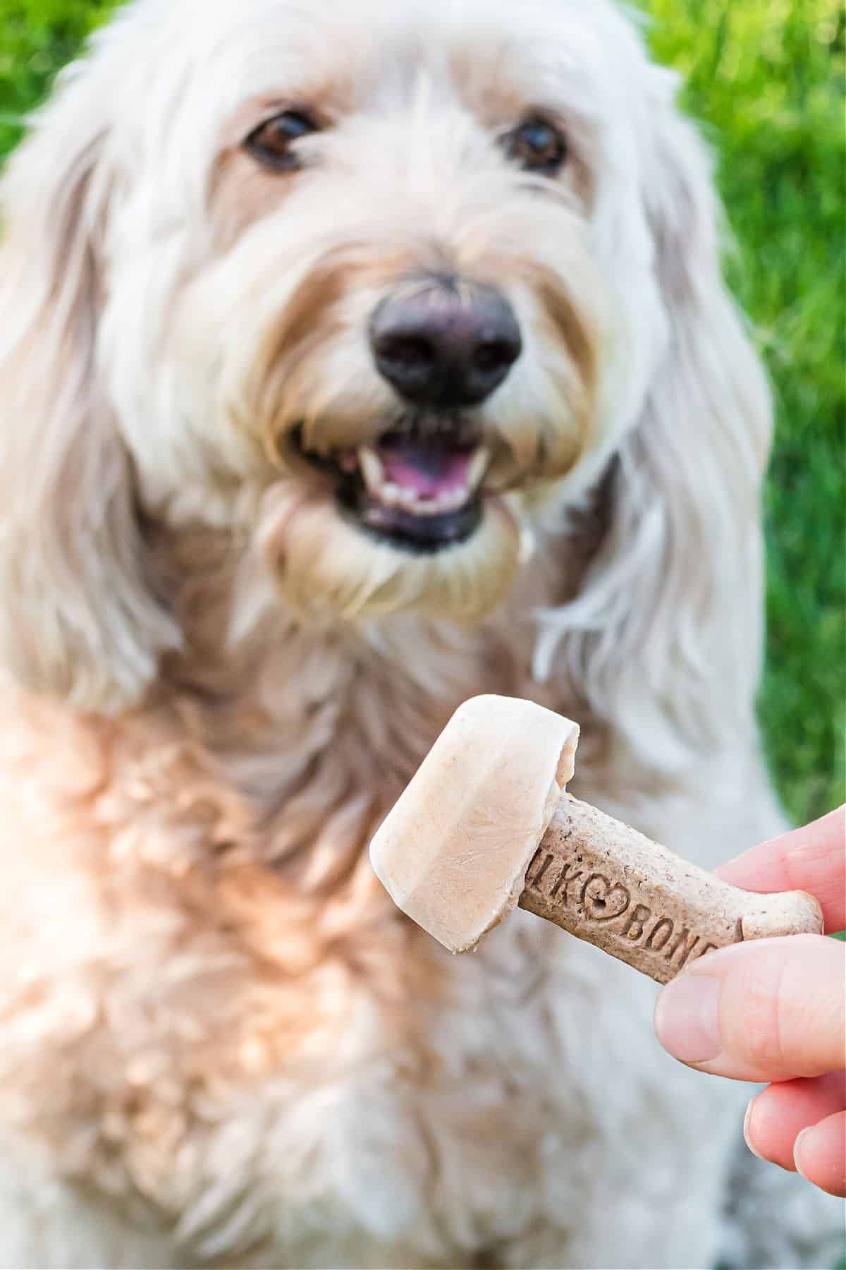 Dog ice cream being given to puppy.